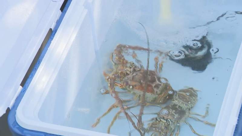 2 men die, another injured by boat propeller on first day of lobster mini season
