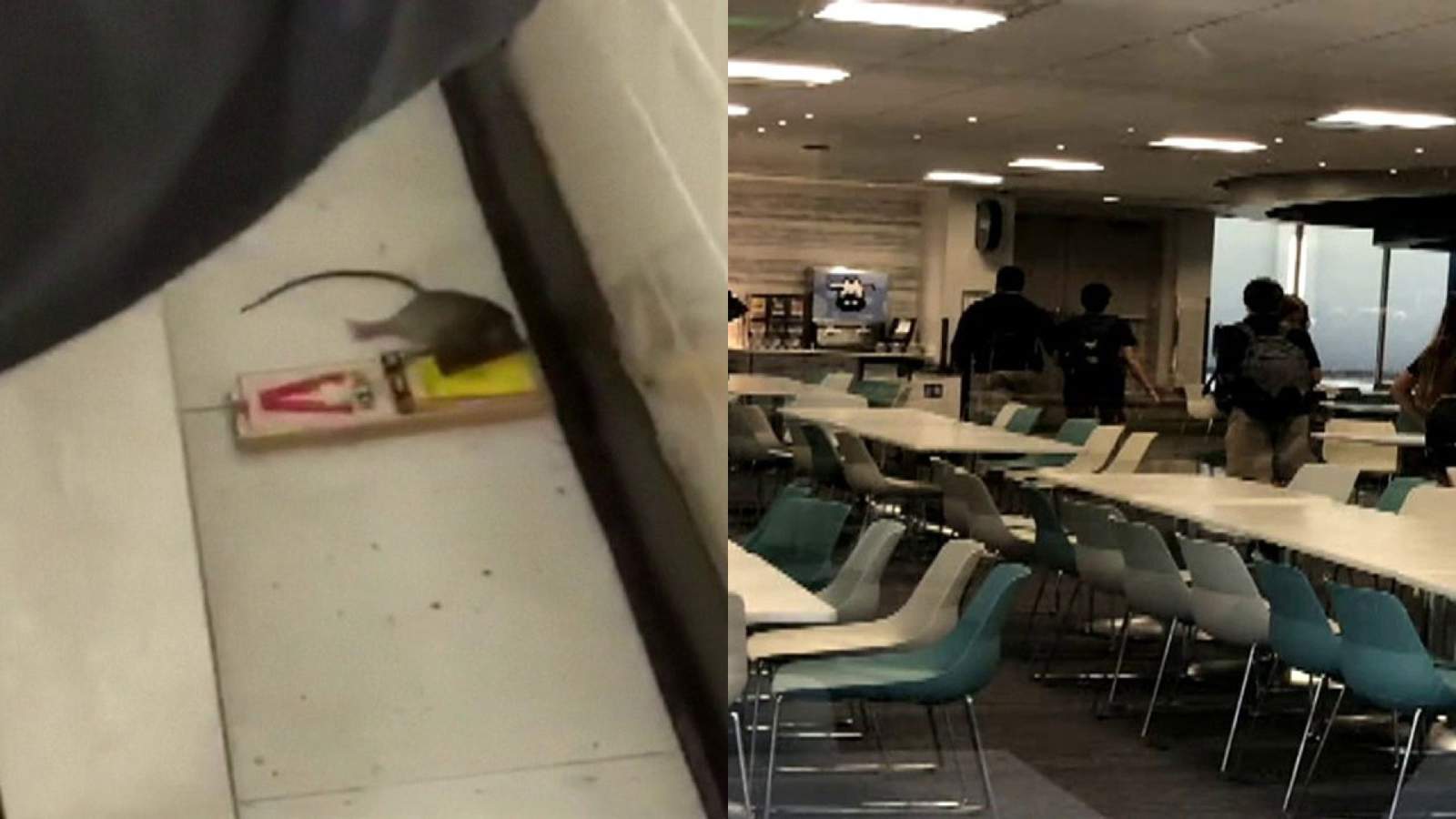 Student finds dead rodent in cafeteria of prestigious private school in Broward County