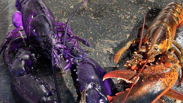 Extremely Rare Purple Lobster Caught By Lobsterman