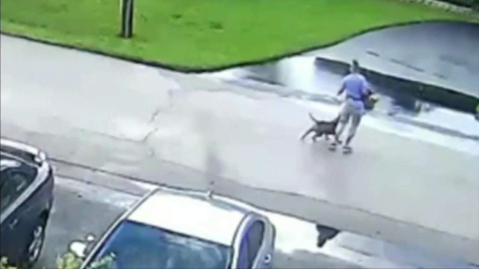 WATCH: Dog involved in vicious attack caught on video taken from home, owner cited previously