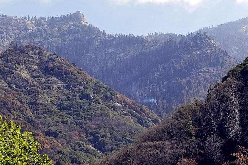 Study: California fire killed 10% of world’s giant sequoias