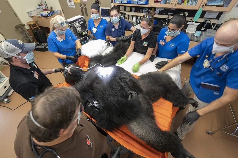 Barney, a 28-year-old gorilla at Zoo Miami, undergoes medical exam after lingering cough