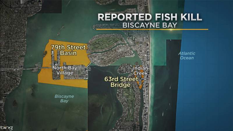 Cause of latest fish kill in Biscayne Bay under investigation