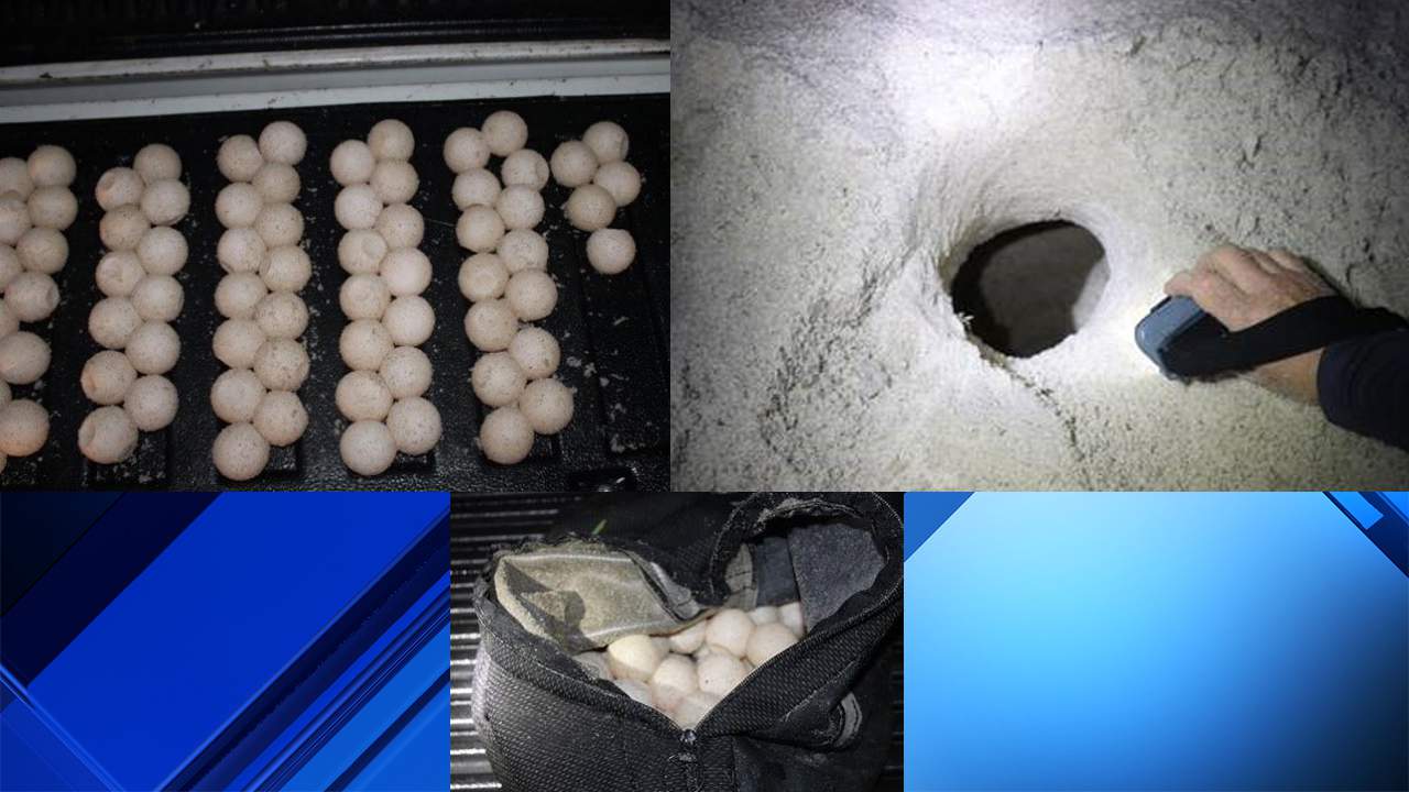 South Florida men get prison time for poaching protected sea turtle eggs